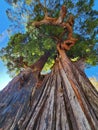 The Massive Grandfather Tree in Northern California