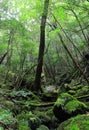 Massive green foliage in the deepest woods of Shiratani Unsuikyo Ravine nature park, Yakushima, Japan Royalty Free Stock Photo