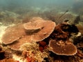 Massive hard coral, Raja ampat, Indonesia Royalty Free Stock Photo