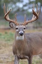 Massive heavy typical whitetail buck Royalty Free Stock Photo
