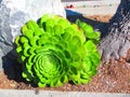 Massive hens and chicks succulent Royalty Free Stock Photo