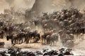 Massive herd of Wildebeests crossing Mara river