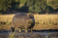 Large hippo covered in mud standing in golden morning sunlight in Chobe River in Botswana