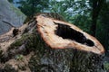 Massive Hollow Tree Stump freshly cut with chainsaw