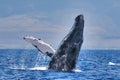 Massive humpback whale breaching with fin extended on Maui. Royalty Free Stock Photo