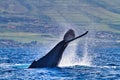 Massive humpback whale frantically tail slapping in the ocean on Maui. Royalty Free Stock Photo