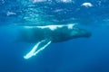 Huge Humpback Whale Royalty Free Stock Photo