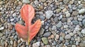 Massive Igneous Chunks with dry leaves on top, Rock Texture for Background Royalty Free Stock Photo