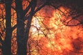 Massive large major wildfire, bush blaze, a forest fire