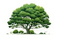 Massive lime green deciduous tree with extensive leaf crown on a pure white surface