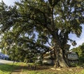 Massive Live Oak tree next to Dill House in Fort Gaines