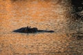 Lone hippo at sunset in body of water.