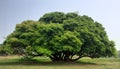 Massive lush green tree with wide branches in the field under a blue sky