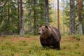 Massive male bear in forest