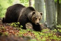 A massive male of brown bear searching for food in the foliage