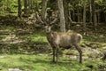 A massive Male Elk with horns Royalty Free Stock Photo