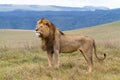 Massive male lion