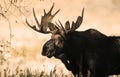 Moose rack