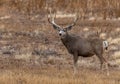 A Massive Mule Deer Buck in a Field During Autumn Royalty Free Stock Photo
