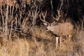 A Massive Mule Deer Buck in a Field During Autumn Royalty Free Stock Photo