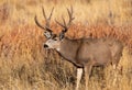 A Massive Mule Deer Buck in a Field During Autumn Royalty Free Stock Photo