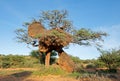 Massive nest of sociable weavers