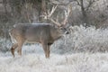 Massive non-typical racked whitetail buck with first on back