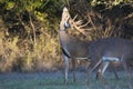 Massive non typical whitetail buck making rub on tree branch during the rut Royalty Free Stock Photo