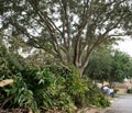 Massive Oak Tree Trimming Job