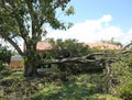 Massive oak tree trunk falls over after Hurricane Irma Royalty Free Stock Photo