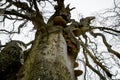 Massive old european beech (fagus sylvatica) Royalty Free Stock Photo