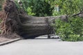 Massive old tree lays fallen in park after severe storm