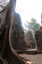 Massive tree overlooking beautiful ancient khmer city angkor wat, cambodia with murals and inscriptions