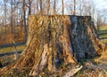 Massive old weathered stump