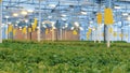 Massive ongoing plantation of growing lettuce in a greenhouse.