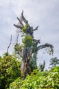 Massive overgrown holy dead tree on the island Bubaque, Bijagos archipelago, Guinea Bissau, West Africa Royalty Free Stock Photo
