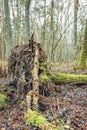 A massive overgrown root of a fallen old tree, overgrown with moss Royalty Free Stock Photo