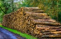 Massive pile of wood logs with muddy road in the liesbos forest of breda, the netherlands Royalty Free Stock Photo