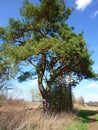 Massive pine before blue sky