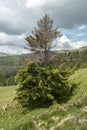 Massive pine tree, half dried, half green, in Bucegi national park, Carpathian mountains, Romania