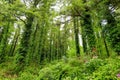 Massive pine trees with ivy growing on their trunks. Impressive green woodlands of Killarney National Park, Ireland
