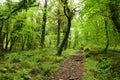 Massive pine trees with ivy growing on their trunks. Impressive green woodlands of Killarney National Park, Ireland