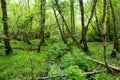 Massive pine trees with ivy growing on their trunks. Impressive woodlands of Killarney National Park, County Kerry, Ireland Royalty Free Stock Photo