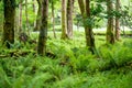 Massive pine trees with ivy growing on their trunks. Impressive woodlands of Killarney National Park, County Kerry, Ireland Royalty Free Stock Photo