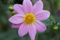 A massive pink flower blooming in a garden