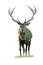 Massive red deer approaching from front view isolated on white background