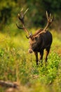 Massive red deer stag approaching from front view on glade in riparian forest