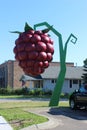 Giant Size Red Raspberry on a Green Vine