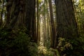 Massive Redwood Trunks Stand As Gatekeepers To The Morning Light