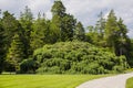 Massive Sargent`s Weeping Hemlock Royalty Free Stock Photo